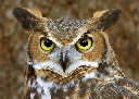 Angry_Owl