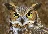 Angry_Owl