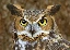 Angry_Owl