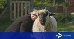 Sheep 'that thinks he's a dog' inspires new children's book