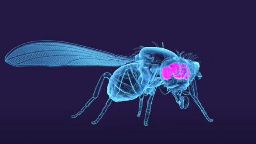 139,000 neurons of adult fruit fly brain mapped for the first time