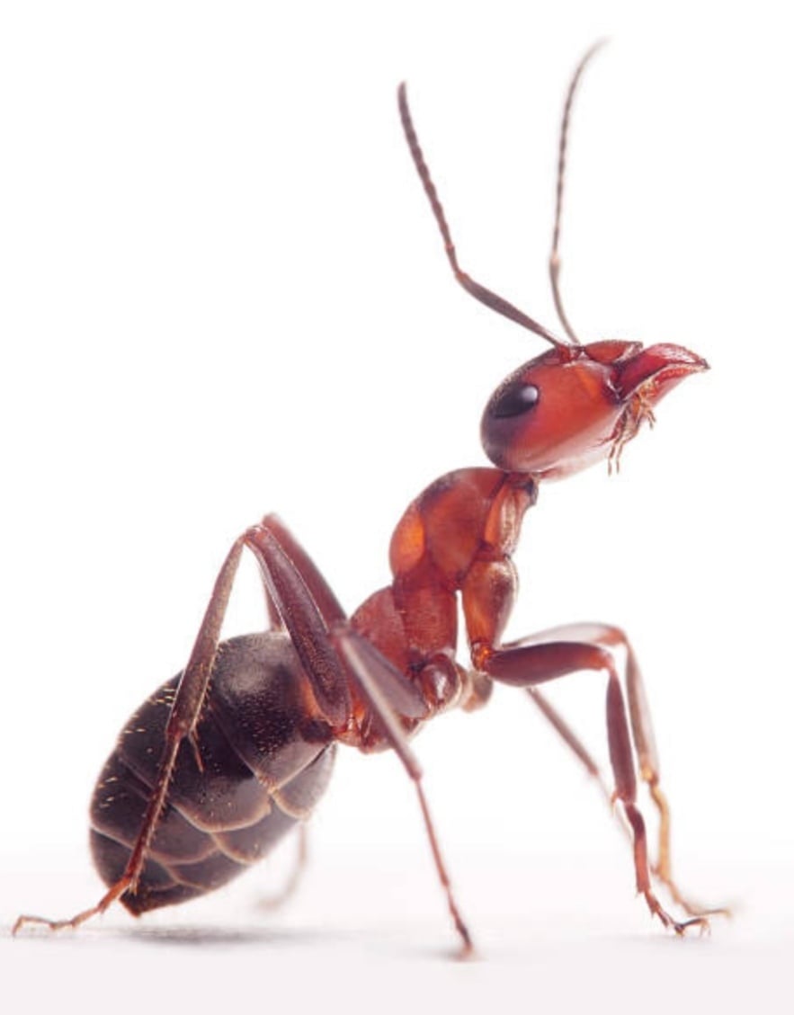 Ant