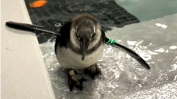 Endangered penguin gets surgery to help him walk