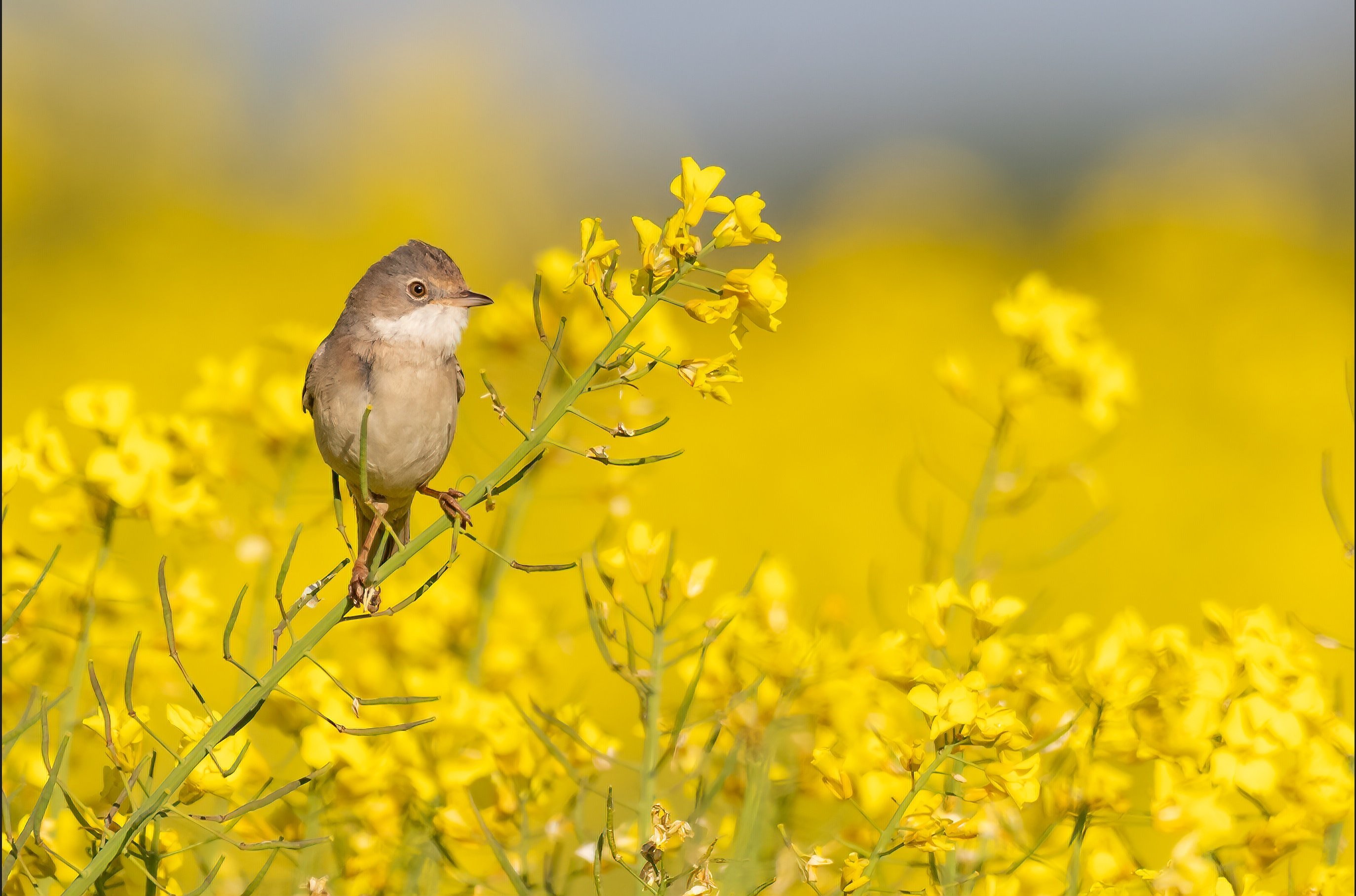 Common Whitethroat (Sylvia communis)