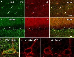 Molecule restores cognition, memory in Alzheimer's disease model mice