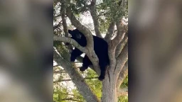 Bear spotted sleeping in tree in Collier County