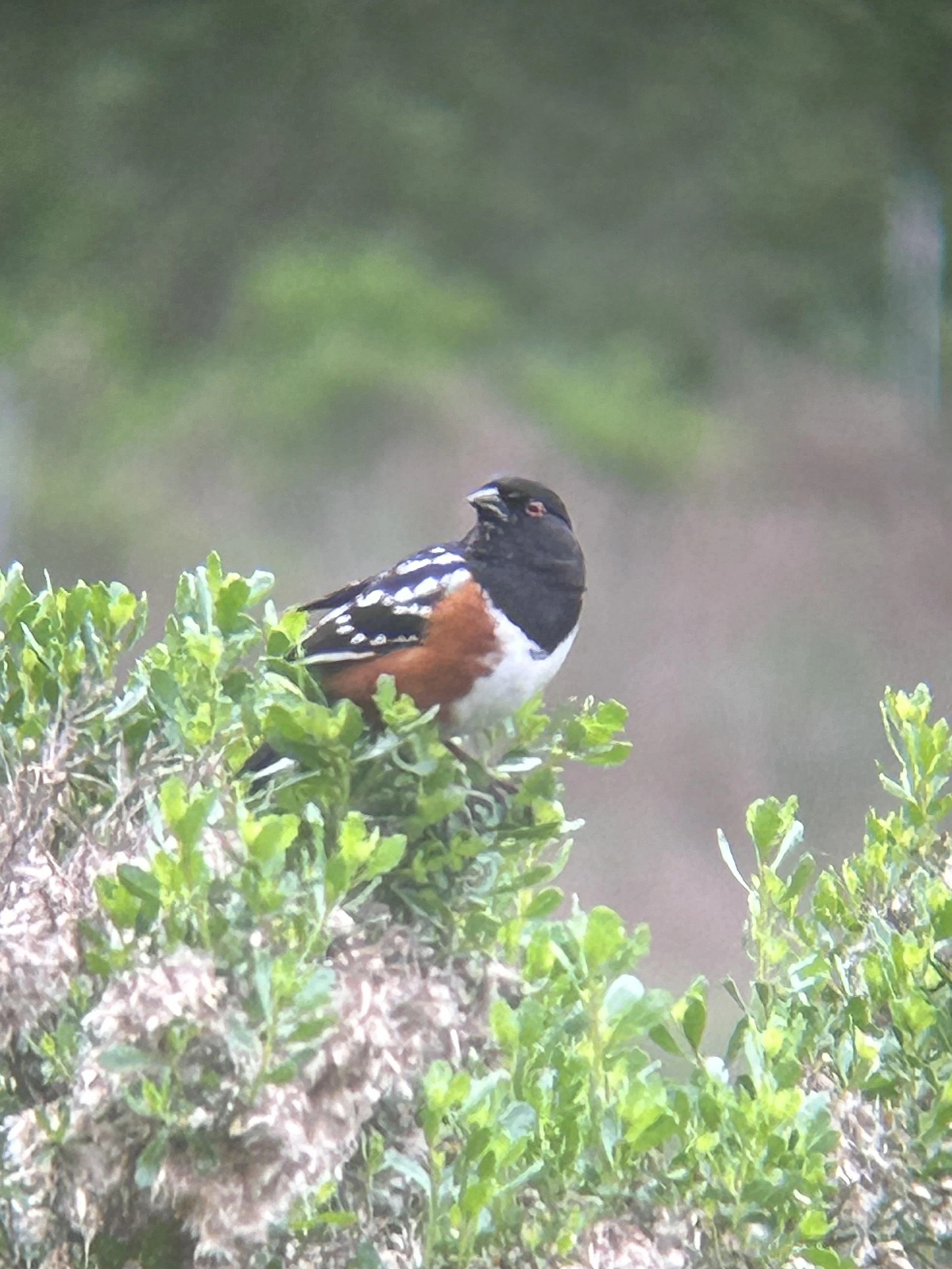 A multi-colored bird sitting on a bush. The birds head an chest are black, its underside is white, the sides are orange and the wings are black with white spots. The eye is red and the bill is black. 