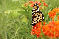 Butterfly gardening