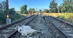 Køer spærrer togskinner: Døde efter at være ramt af tog