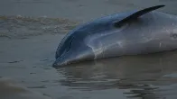 More than 100 dolphins dead in Amazon as water hits 102 degrees Fahrenheit