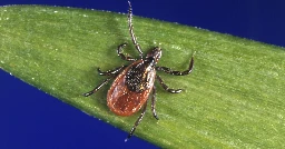 Cases of babesiosis, a deadly tickborne disease, are on the rise in New England