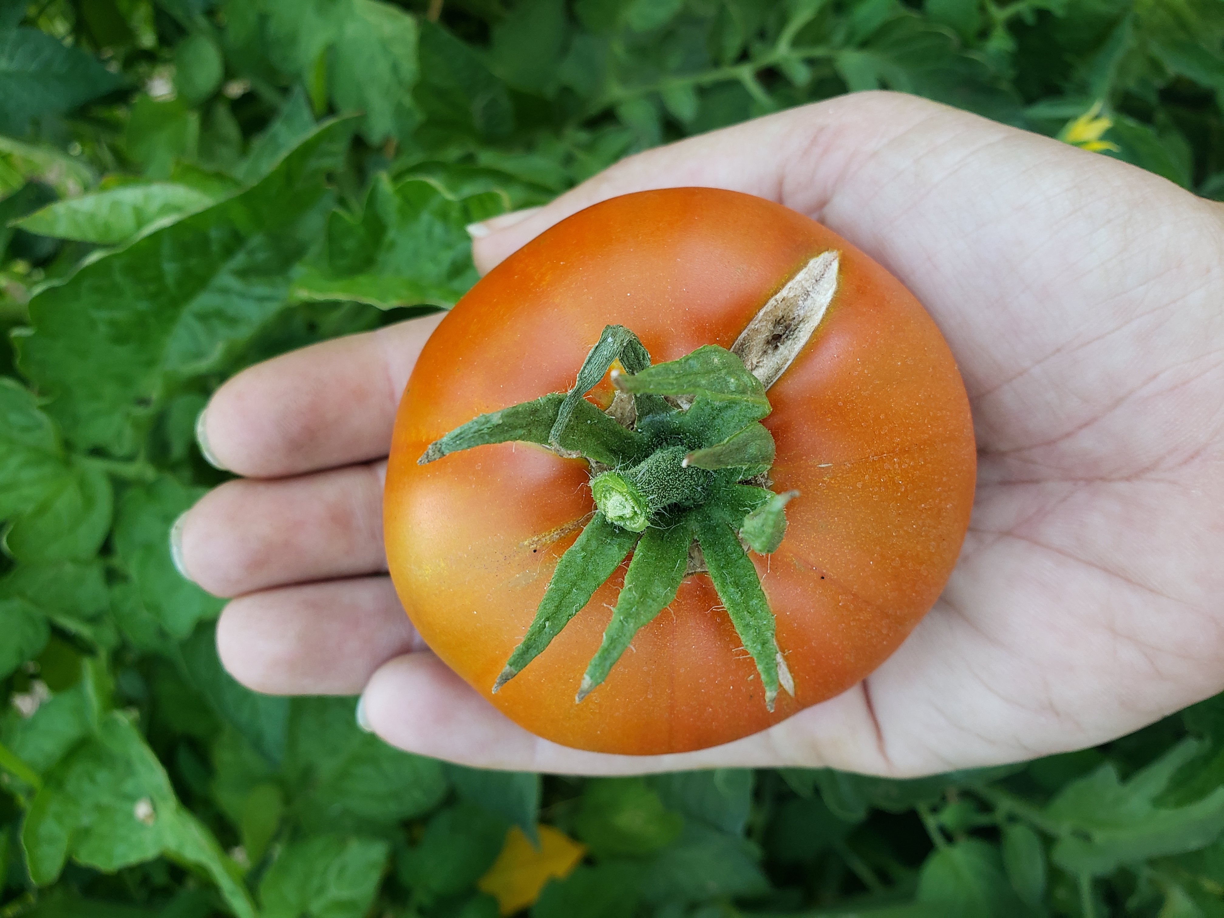 Starting off this community with a Thornburn's Terracotta tomato!