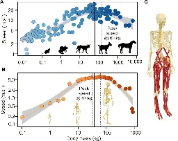 Not too big, not too small: Why modern humans are the ideal size for speed