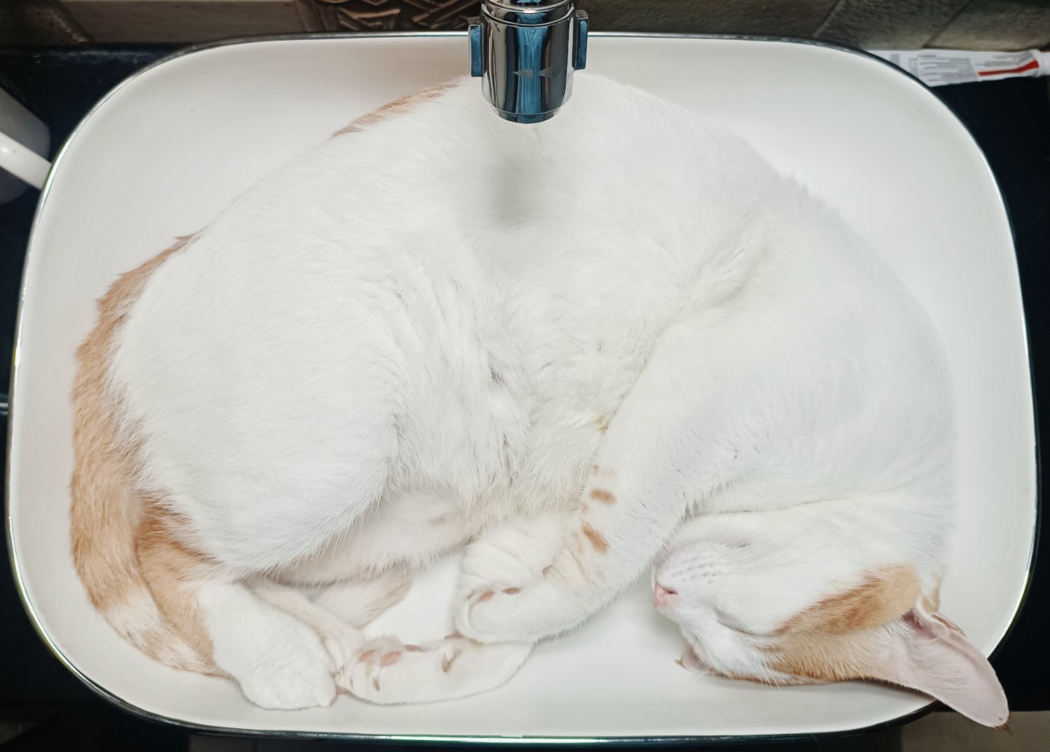 This cat is sinking...