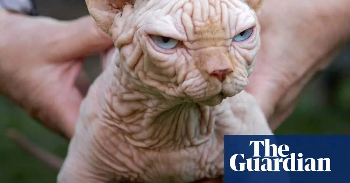 UK experts warn against buying ‘XL bully cats’