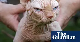 UK experts warn against buying ‘XL bully cats’