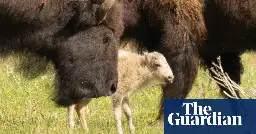 Rare white buffalo sacred to Lakota not seen in Yellowstone since birth