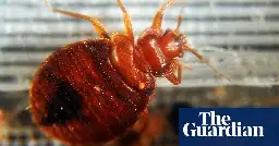 France closes seven schools over bedbug infestations