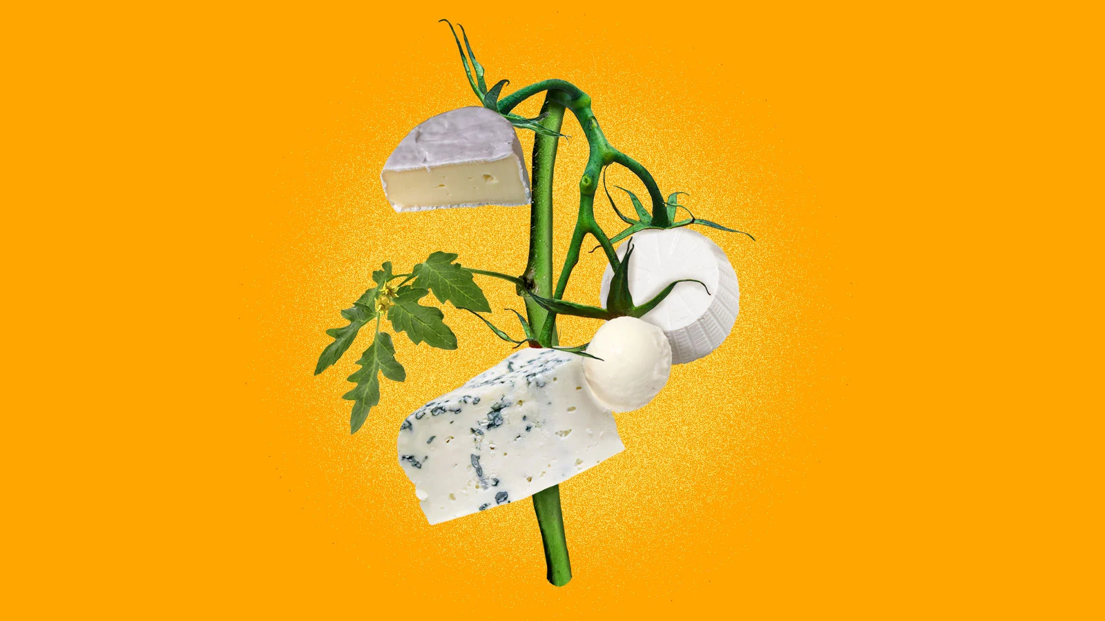 Vegan cheese that tastes like cheese? These startups may have cracked the code.