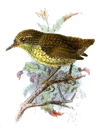 Lyall's wren - Wikipedia