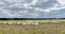 6,000 sheep will soon be grazing on 10,000 acres of Texas solar fields