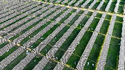 More Than 6,000 Sheep Set To Graze Around Solar Panels Over 10,100 Acres In Texas