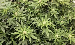 Congressional Researchers Update Lawmakers On 'Legal Consequences' Of Federal Marijuana Prohibition In Light Of Rescheduling Effort - Marijuana Moment