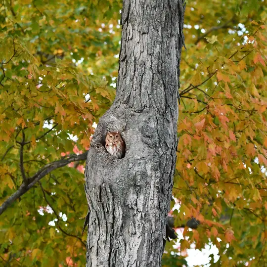 Red Morph Screech