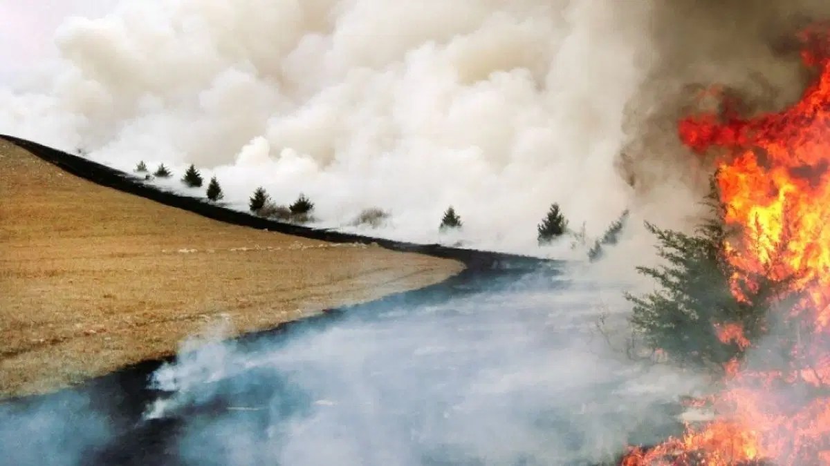 A ‘Green Glacier’ is Burying Prairies, Threatening Ranchers and Wildlife