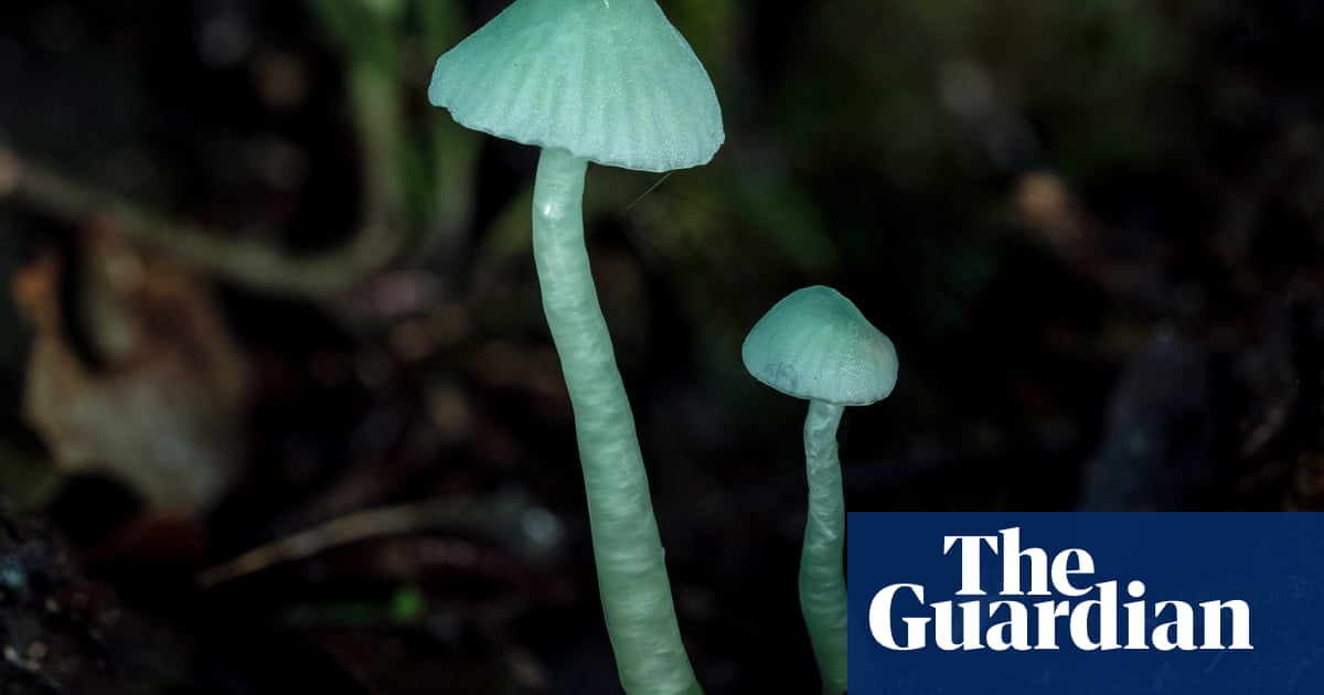 Puffballs and eyelash cups: searching for New Zealand’s curious fungi