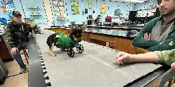 Menard robotics team makes wheelchair for puppy without front legs