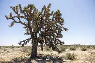 Very sad they're destroying the century-old trees instead of selling them