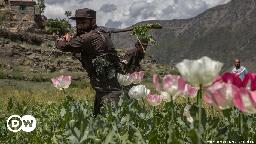 Afghanistan: Opium supply drops 95% after Taliban drug ban – DW – 11/05/2023