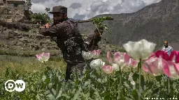 Afghanistan: Opium supply drops 95% after Taliban drug ban – DW – 11/05/2023