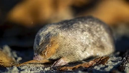 Still alive! Golden mole not seen for 80 years and presumed extinct is found again in South Africa