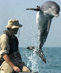 Military marine mammal - Wikipedia