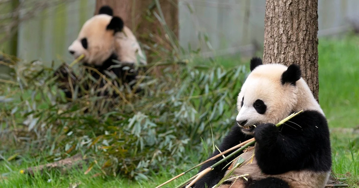 With return of three pandas to China, U.S. could soon have none