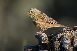 Ortolan bunting - Wikipedia