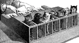 Cat organ - Wikipedia