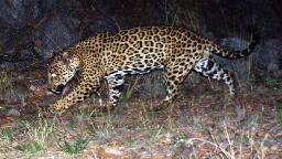 New video posted of a jaguar in Southern Arizona