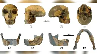 300,000-year-old skull fragment does not fit in with known early human species