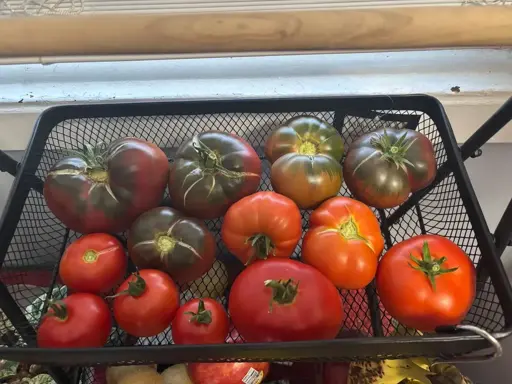 A black wire basket is filled with a variety of heirloom tomatoes. Most are bright red, while a few have a dark purple-green hue. The tomatoes are close together and appear ripe, with their green stems still attached.