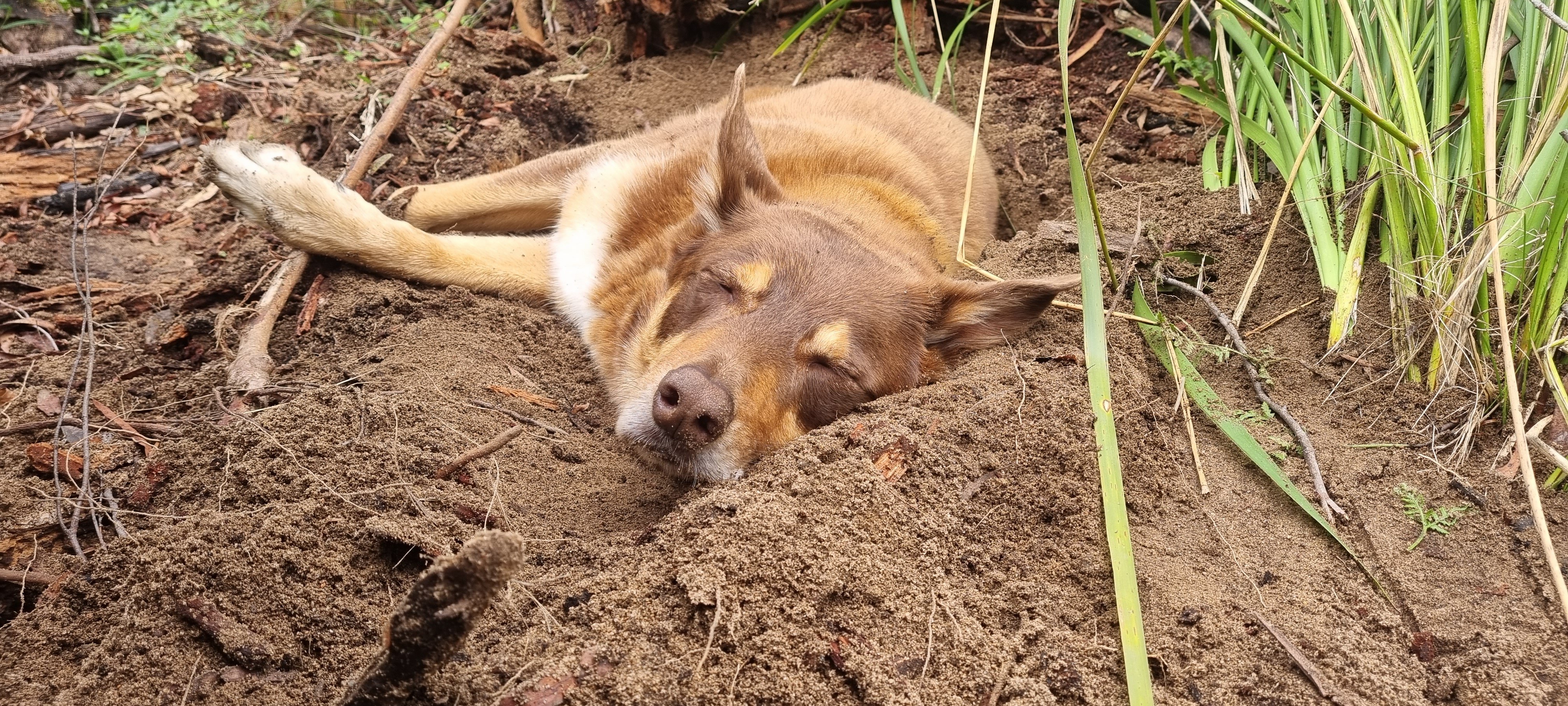 The dingo after being acquitted of Azaria Chamberlains death