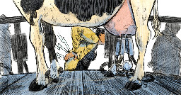 When Immigrant Dairy Farm Workers Get Hurt, Most Can’t Rely on Workers’ Compensation