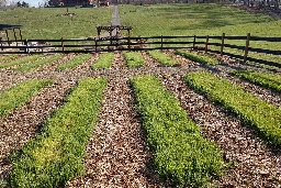 How To Work A No Till Garden In Spring - Cover Crops, Planting & More