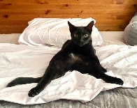 a perfectly normal cat in a perfectly catlike pose