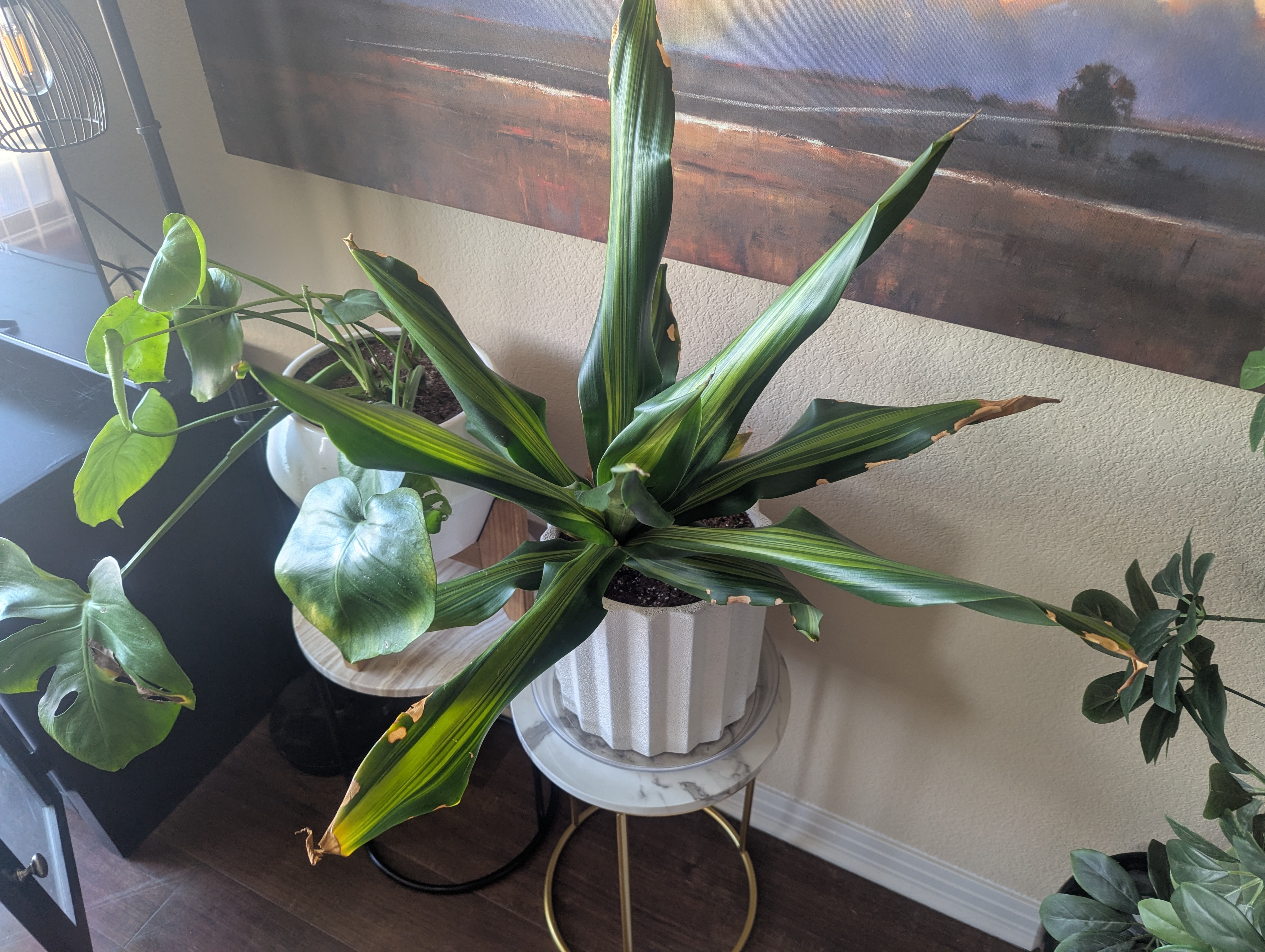 Mystery plant