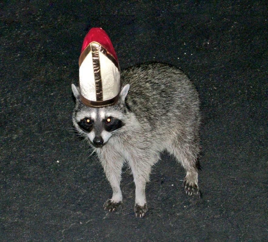 raccoon in pope hat