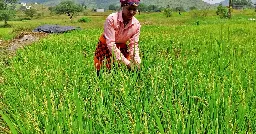 India imposes major rice export ban, triggering inflation fears