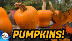 Transport Evolved Chicken and Garden Update - Pumpkins!